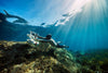 Sublue Tini Underwater Scooter